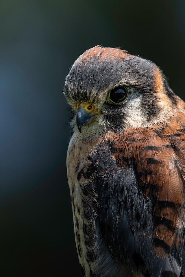 Profile photo of a kestrel